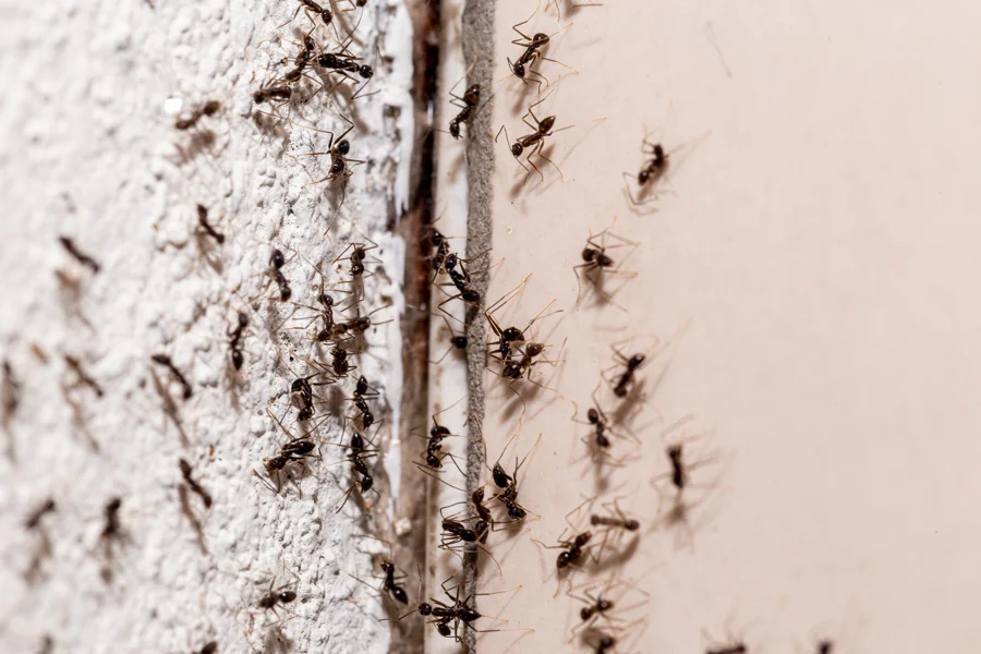 Termite Control